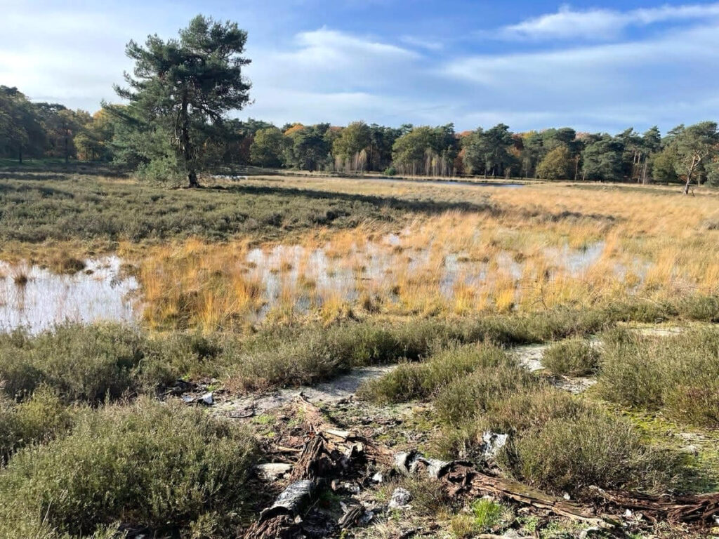 Heide Gras