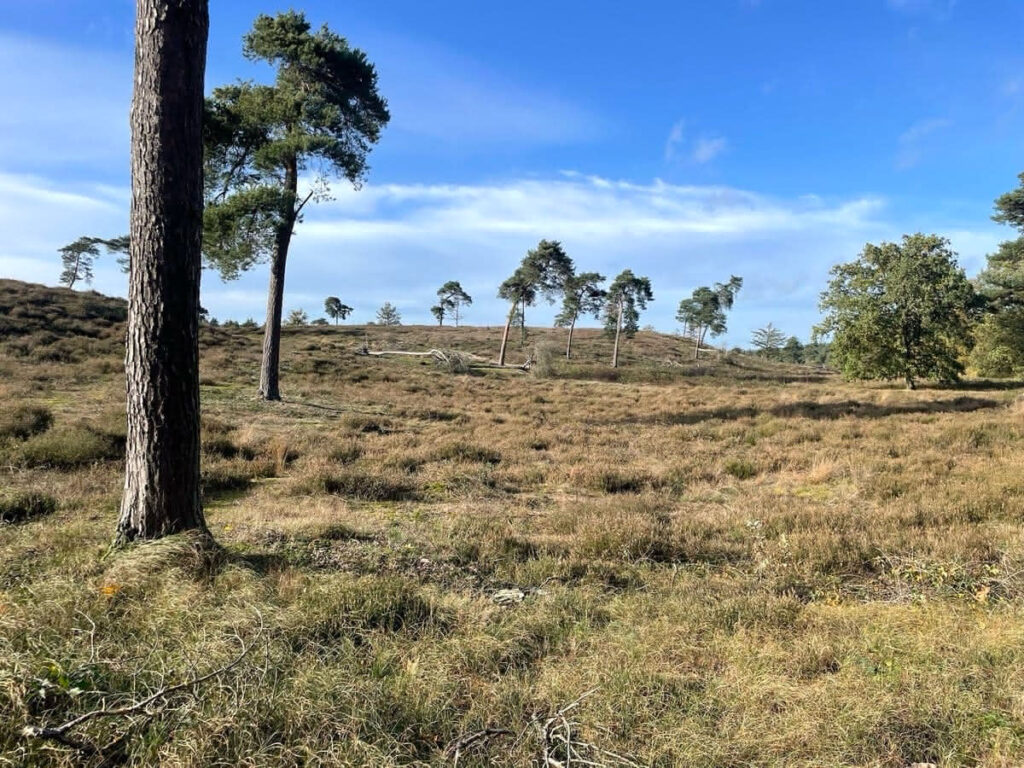 Heide Landschaft