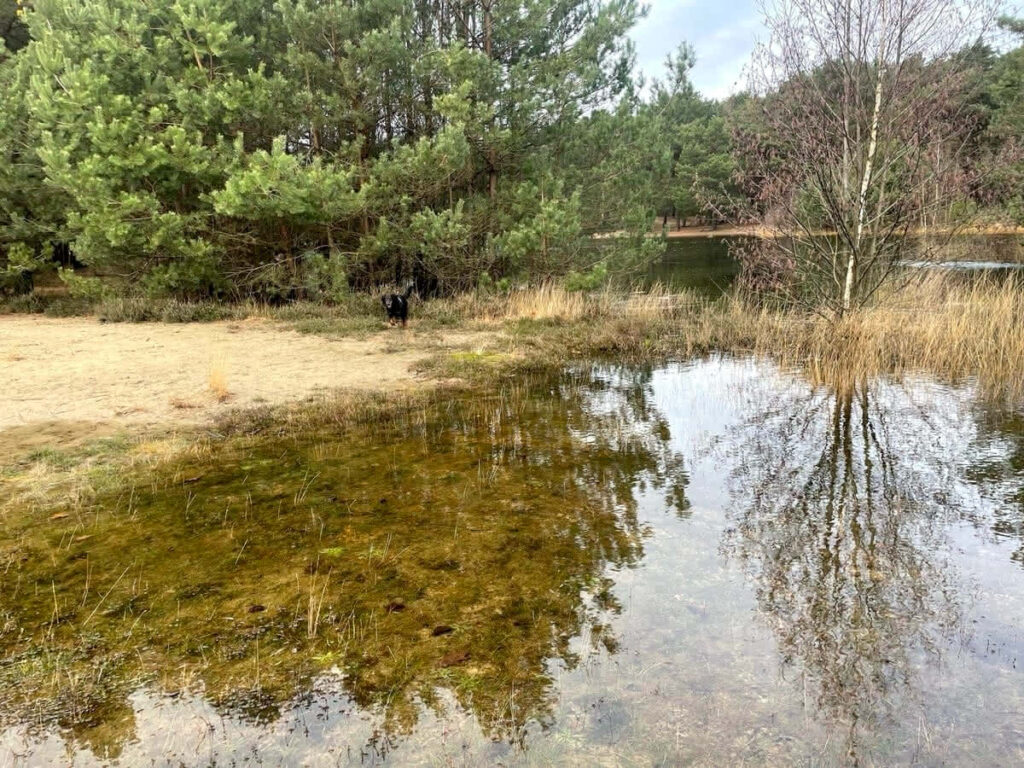 Hund am See