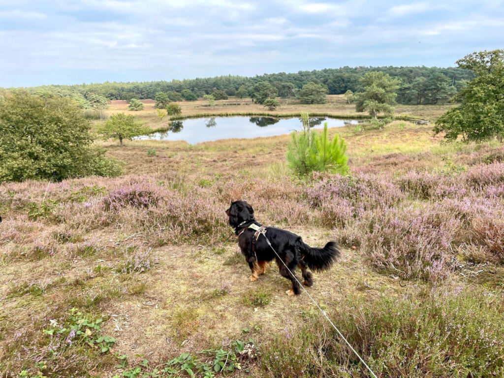 Hund an Heide See