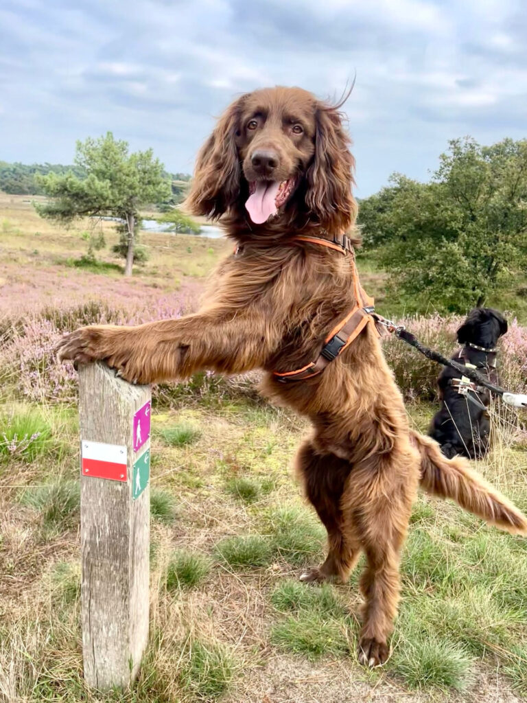 Hund an Pfosten