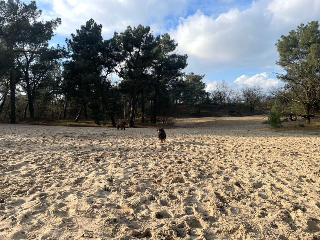 Hund Eendenmeer