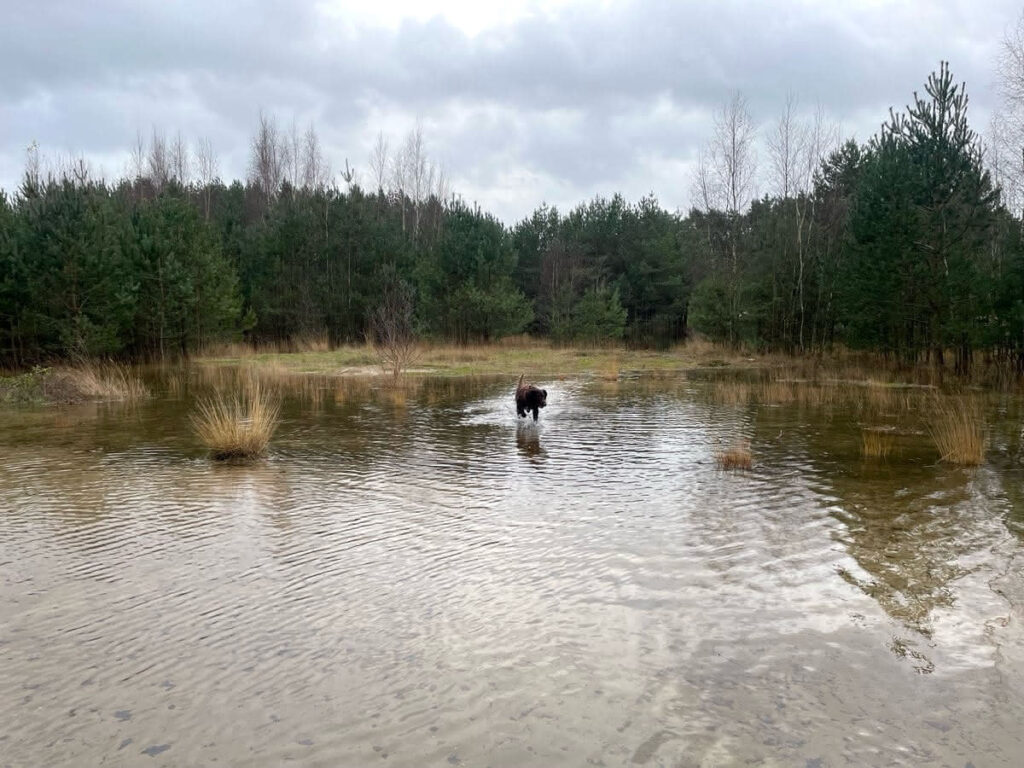 Hund im Wasser