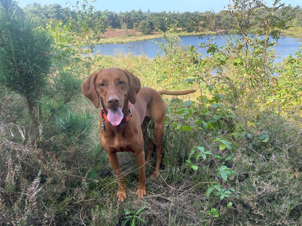 Hund in Heide