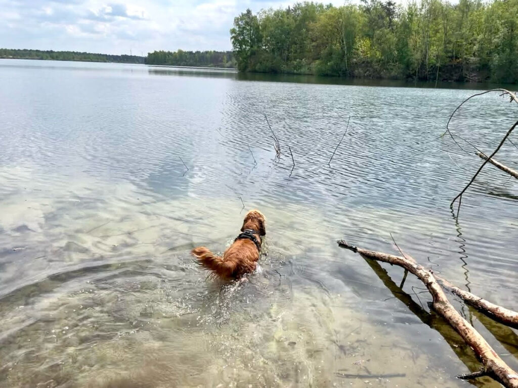 Hund schwimmt