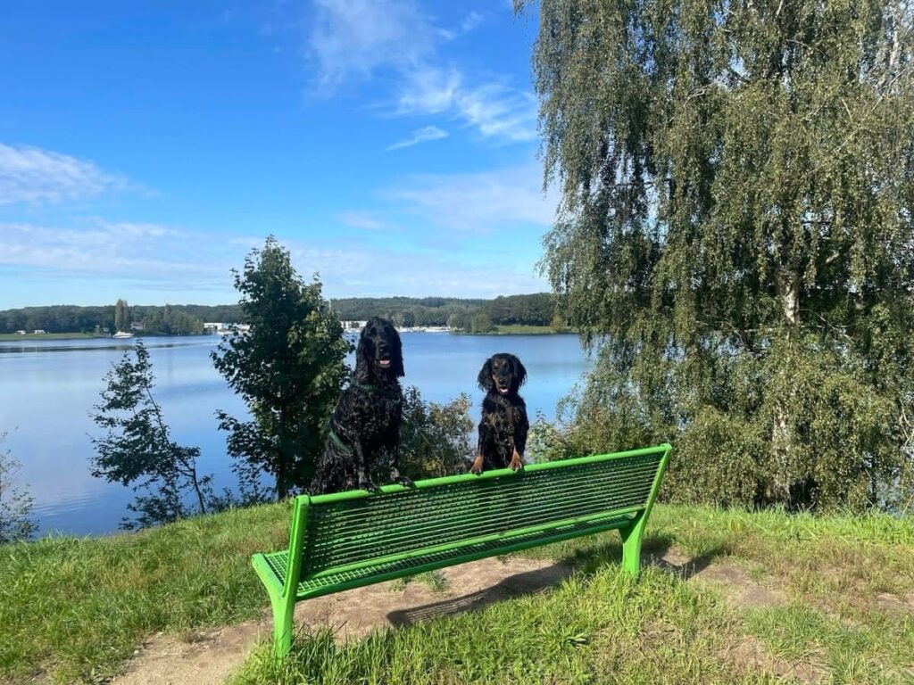 Hunde auf Bank