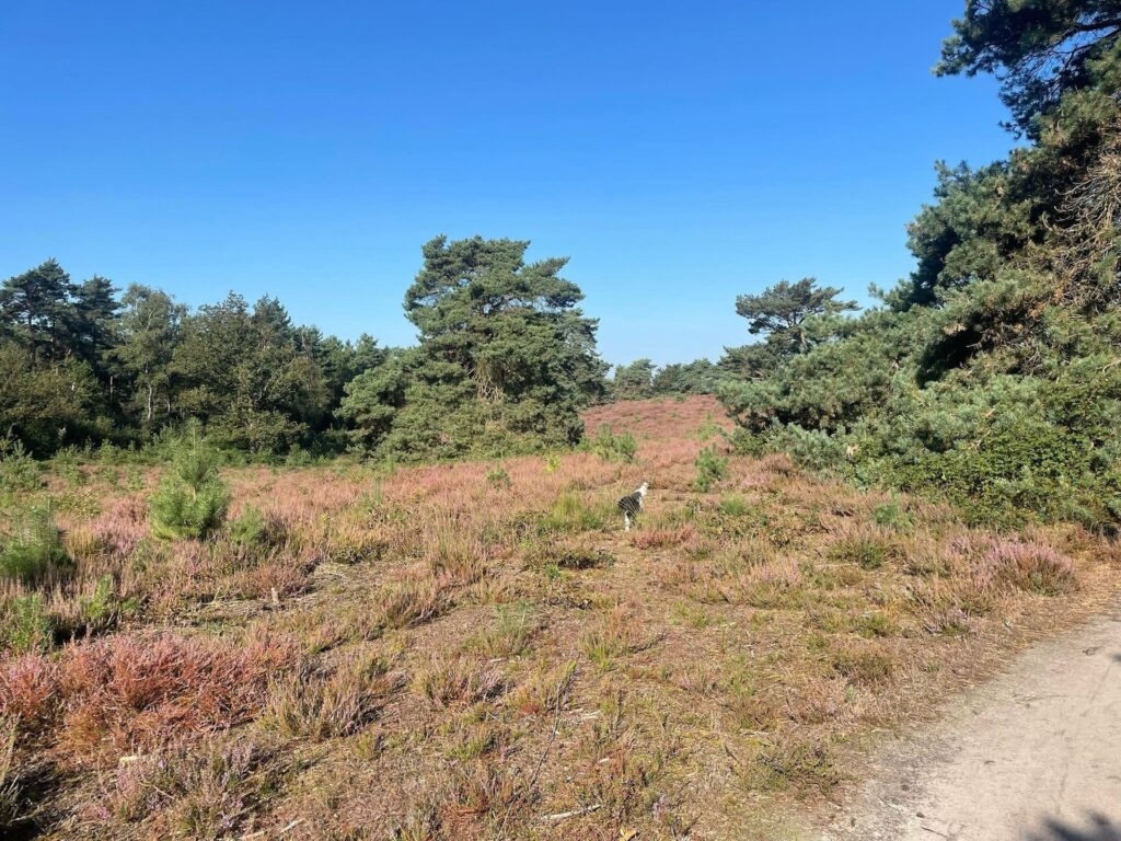Pudel in Heide