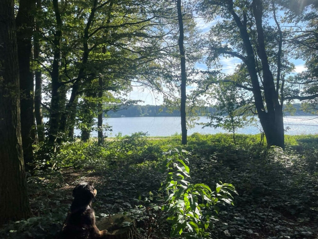 Wald am Wasser