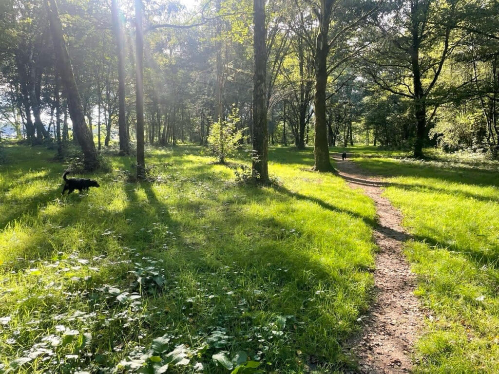 Waldweg