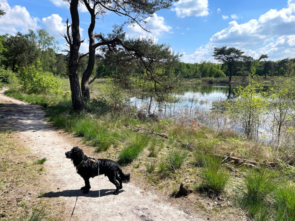 Weg am See